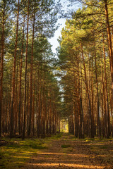 An empty forest path leading deep into the woods