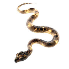 Serpentine Elegance: A sinuous serpent, its scales shimmering with intricate patterns, glides gracefully, a testament to nature's artistry.