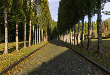 Tree-lined pathway with tall poplars casting long shadows in golden light