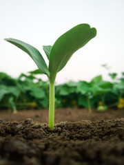 young tomato seedling
