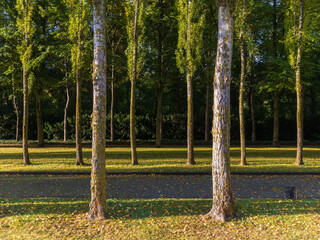 Tree-lined pathway with tall poplars casting long shadows in golden light