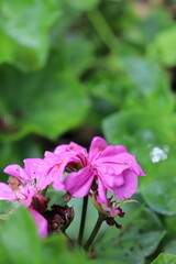 Fototapeta premium pink and purple flowers