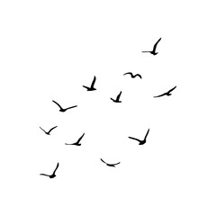 A flock of flying silhouette birds. Black on white
