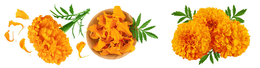 Naklejka na ściany i meble petals of fresh marigold or tagetes erecta flower isolated on white background. Top view. Flat lay