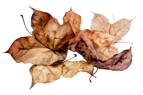 Autumn leaves cluster on black background