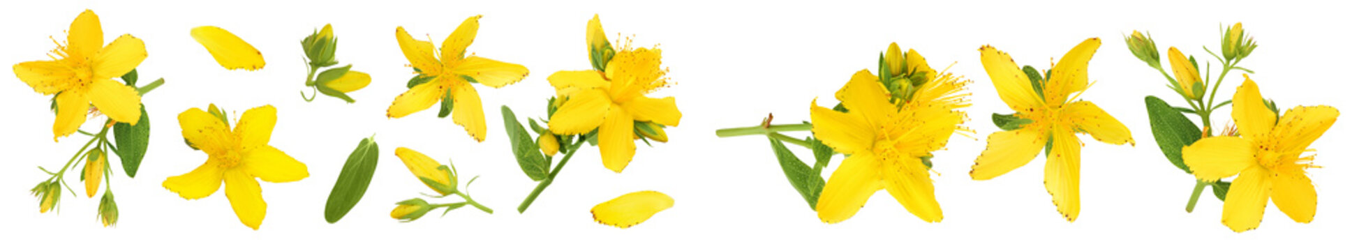 saint john's wort or Hypericum flowers isolated on white background. Top view with copy space for your text. Flat lay