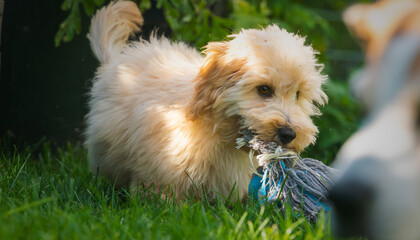 Happy Maltipoo Puppy Chewing Toy in Backyard Sunlight
