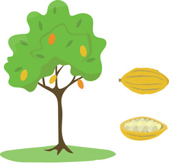 Cocoa tree (Theobroma cacao tree) with fruit and ripe cocoa beans. Cartoon flat vector illustration isolated on white background.