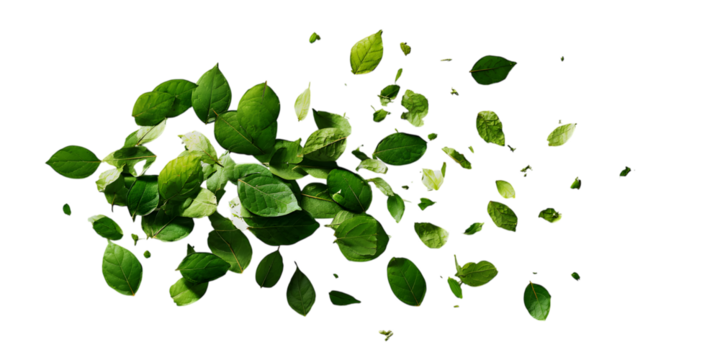 Fresh green leaves scattered against a dark background
