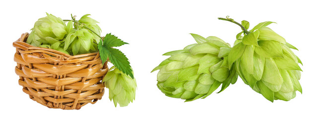 Hop cones in wicker basket isolated on white background. Beer brewing ingredients