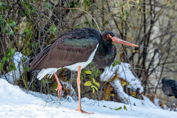 Black?Stork (Ciconia?nigra) in ancient woodland wetlands — typically found in Europe and Asia