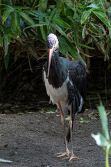 Black?Stork (Ciconia?nigra) in ancient woodland wetlands — typically found in Europe and Asia