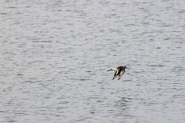 Black?tailed Godwit (Limosa?limosa) at Bull?Island Dublin Bay common in wetlands and mudflats