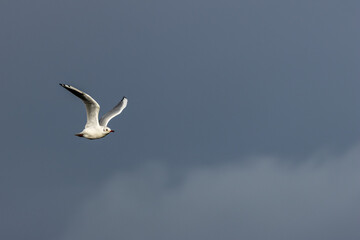 Black?headed Gull (Chroicocephalus?ridibundus) at Bull?Island Dublin Bay — common in wetlands and coasts