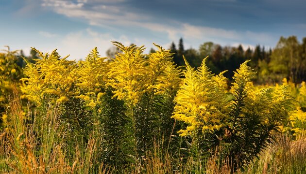 yellow blooming goldenrod or canadian goldenrod plants in a nature reserve
