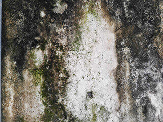Grungy old concrete wall with green moss and black mold texture.