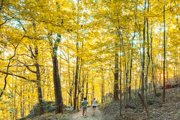autumn in the forest
