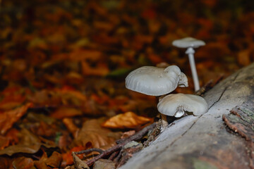 White mushrooms on a tree trunk surrounded by autumn leaves. Location: Antwerp, Belgium
