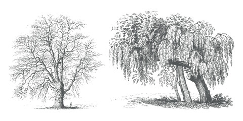 Set of Minimal CAD Tree Elements – Modern Line Art Symbols for Landscape and Architectural Design | Vector Foliage Outline Illustration