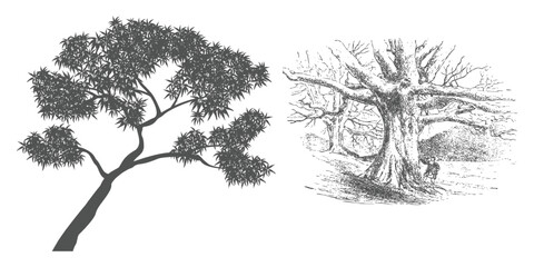 Set of Minimal CAD Tree Elements – Modern Line Art Symbols for Landscape and Architectural Design | Vector Foliage Outline Illustration