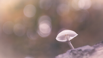 Delikatny biały grzyb w pastelowym świetle lasu.  © Bachorz