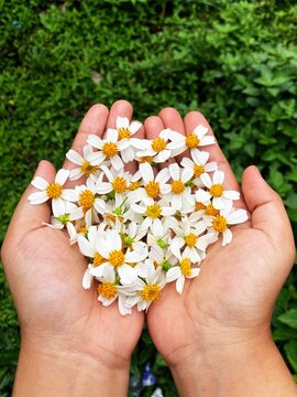 Spanish needles flowers in hands point of view ature photography