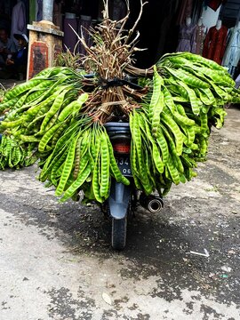 Petai harvest placed on a vehicle. Photography in rural Indonesia