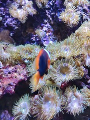Striped fish moving underwater reef