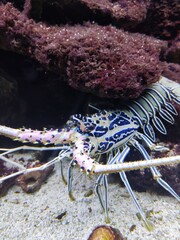 Lobster with long antennae crawling