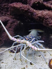 Colorful lobster in ocean water