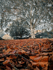 Warm Autumn Colors on the Riverside Walk and Gardens, Burton upon Trent, UK