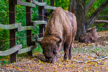 European bison in Autumn