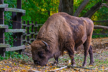 European bison in Autumn