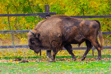European bison in Autumn