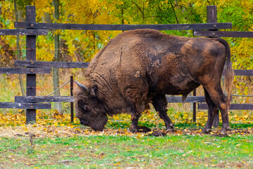 European bison in Autumn