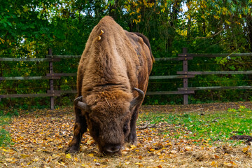 European bison in Autumn
