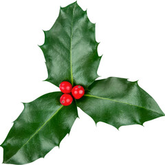 Holly branch with berries for christmas decoration element on transparent background