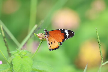 butterfly on flower in the garden, closeup of photo