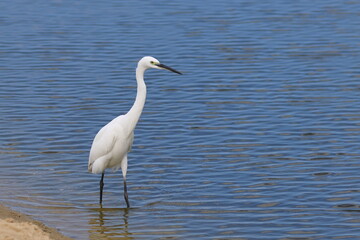 Snowy Egret (Egretta thula) standing in water