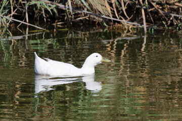 White duck swimming on the water in a park in summer day.