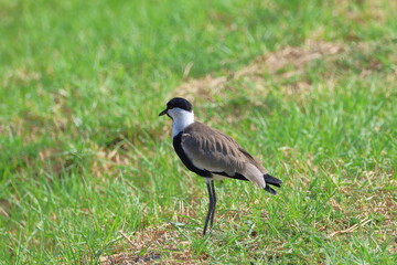 Red-wattled Lapwing (Vanellus vanellus)
