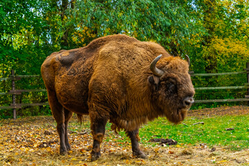 European bison in Autumn