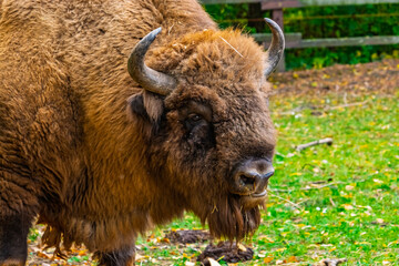 European bison in Autumn