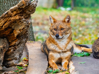 European golden jackals