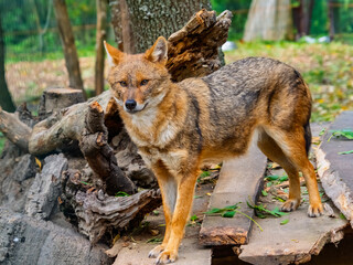European golden jackals