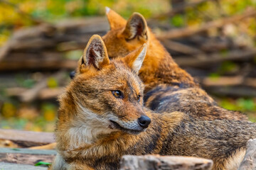 European golden jackals