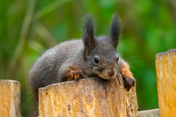 Red squirrel on a tree