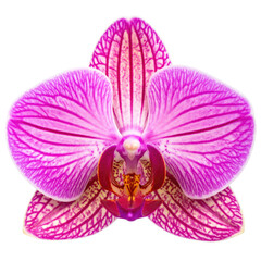 Fototapeta premium Isolated macro shot of a vibrantly striped orchid blossom. Dark backdrop. Clear focus