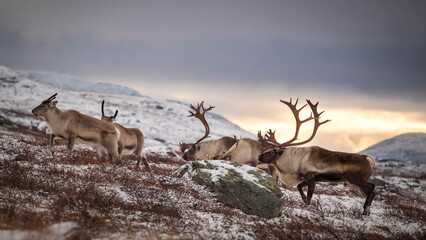 Kiruna, Sweden Skandynawia, Northern Europe © mourad habechi