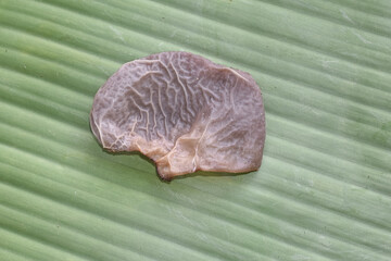 Ear fungus (Auricularia auricula) is a traditional herbal medicine ingredient. Ear fungus or wood fungus can be eaten.